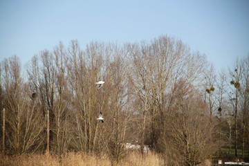 Peaceful landscape with many birds on a lake