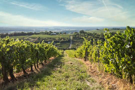 Vineyard Jura France Poligny