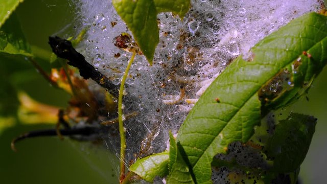 Gąsienice Namiotnika czeremszaczeka (Yponomeuta evonymella) żerujące na liściach czeremchy