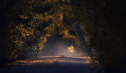 A tunnel of tree branches in a forest above a dirt road. Fairytale magic road in the forest.