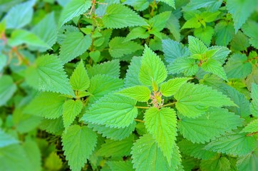 background of green thickets of leaves of forest nettle