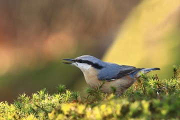 Obraz premium Eurasian nuthatch (Sitta europaea) sits on the ground. nuthatch in the nature habitat. Wildlife scene from fall forest.