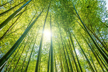 Looking up through bamboo trees canopy into the shining sun