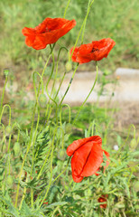 Red poppies in a sunny day against a natural background.