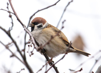 Sparrow on the branches of a tree