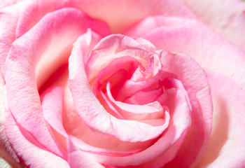 Beautiful rose flower as a background