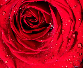 Beautiful flower red rose as a background