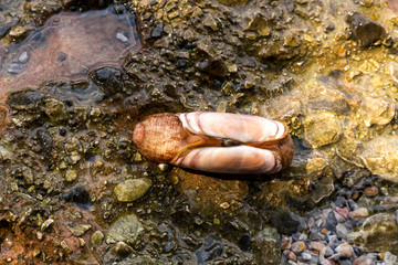 Bivalves (Panopea generosa) lying on the beach close-up
