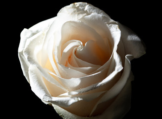 A beautiful white rose flower