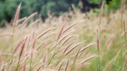 grass in the wind background, cattails flower outdoor summer
