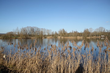 Madine lake natural reeds landscape 