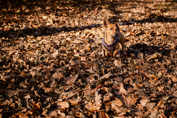 Two year old cute mixed breed dog in autumn or winter season. Pet and activity concept.