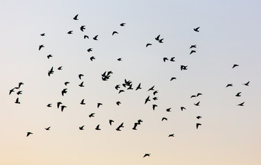 A flock of birds at dawn