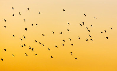 A flock of birds at dawn