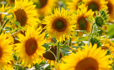 Fototapeta na wymiar Sunflowers grow in the field