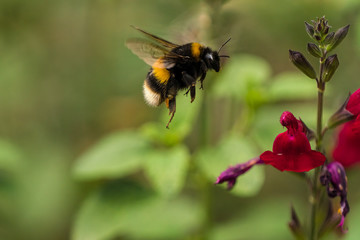 Buff-tailed Bumblebee (Bombus terrestris) in flight - obrazy, fototapety, plakaty