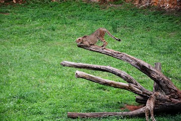 cheetah hunting in the field