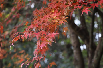 紅葉したもみじ
