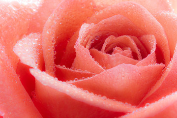Close-up of a beautiful red Rose (Rosaceae) with water drops.
