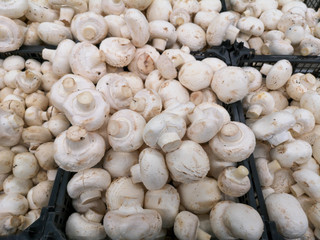 Champignon mushrooms in the store as a background