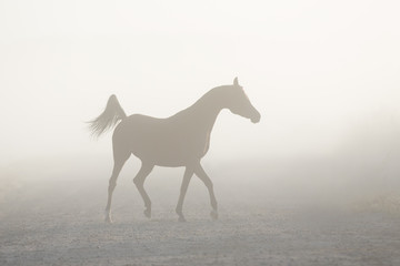 Obraz na płótnie Canvas The silhouette of a beautiful arabian horse running free in the misty haze, a portrait in motion in the fog.