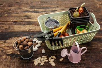 Spring planting and gardening concept. Tools, watering can, fresh onion bulbs in a bucket, expanded...