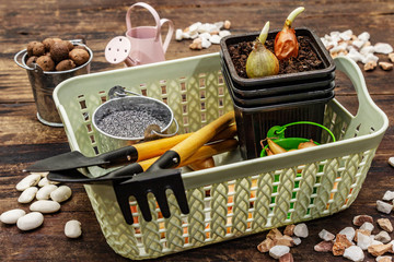 Spring planting and gardening concept. Tools, watering can, fresh onion bulbs in a bucket, expanded...