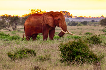Elefanten im Nationalpark Tsavo Ost und Tsavo West in Kenia