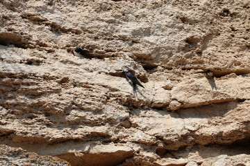 Nests of swallows in rocks of limestone