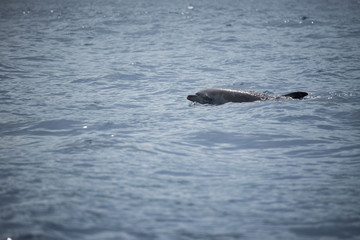 Fototapeta premium Dolphin in Reunion Island