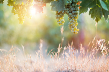 Fototapeta na wymiar Ripe Vine grapes on a farm, Tuscany, Italy