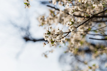 Spring background. Small flowers on branch says spring is coming.