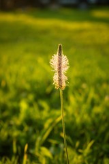 flowers in field