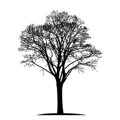 silhouette of a natural old linden tree without leaves
