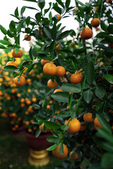Citrus Japonica (mandarin) in the traditional Tet holiday (Lunar new year) in Vietnam, Asia