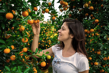 Girl looking at citrus Japonica (mandarin) in the traditional Tet holiday (Lunar new year) in Vietnam, Asia