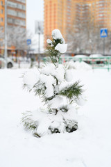 a small Christmas tree covered with snow on a city street against the background of residential buildings in the snowy winter season
