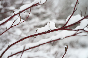 snow is lying on a red tree branch in the forest