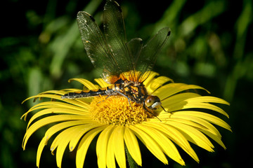 A dragonfly insect sits on a yellow flower in the summer in a close-up garden.