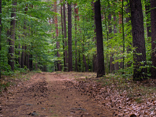 woodland - all colors of forest