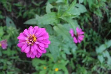 Obraz premium A view of beautiful purple flowers in bloom at day