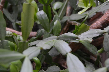 Obraz premium Indoor flower leaves