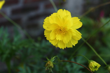 A view of yellow flowers in bloom at day