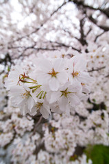 Scientific name is Cerasus ×yedoensis (Matsum.) Masam. & Suzuki ‘Somei-yoshino. 