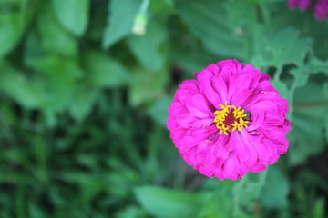 Obraz premium A view of beautiful purple flowers in bloom at day