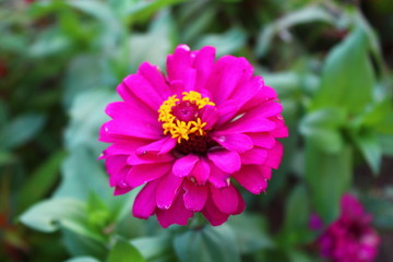 Obraz premium A view of beautiful purple flowers in bloom at day