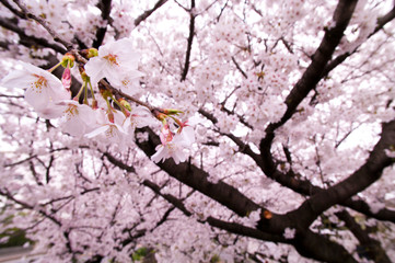 Scientific name is Cerasus ×yedoensis (Matsum.) Masam. & Suzuki ‘Somei-yoshino. 