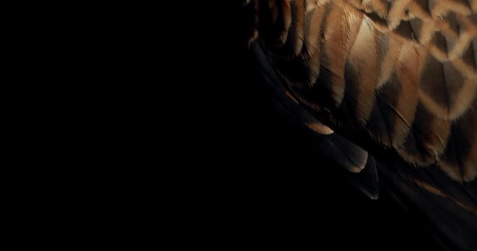 Creepy hawk with open beak is turning its head and looking, 4k