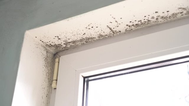 Growth of black mold on the walls inside an apartment building. Moisture indoors and the appearance of mold