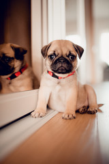 Lovely funny baby female puppy pug dog in home.